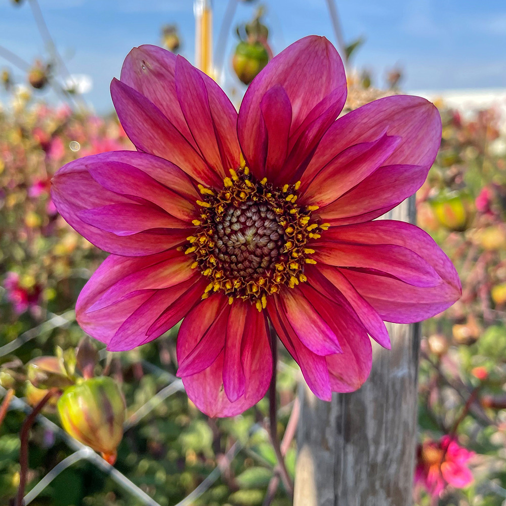 Dahlia décoratif 'princess nadine' bulbe calibre i