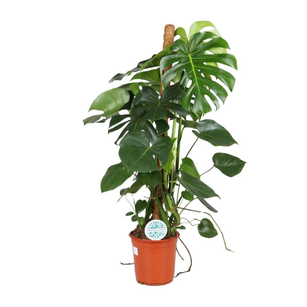 Monstera deliciosa - ø24cm - ↕105cm - plantes d'intérieur