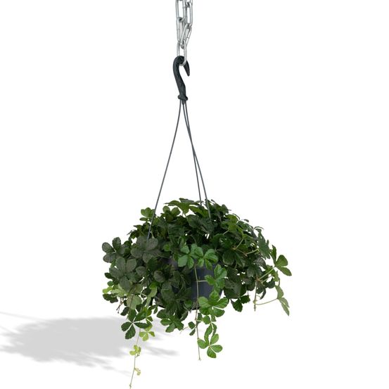 Parthenocissus striatha suspendre - h15 cm - ø15 cm