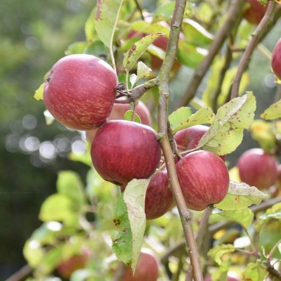 Pommier api rose pot de 15l - 1/2 tige - 150/175 cm