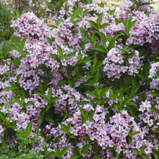 Weigela pink poppet® 'plangen', weigelia pot de 4l - 40/60 cm
