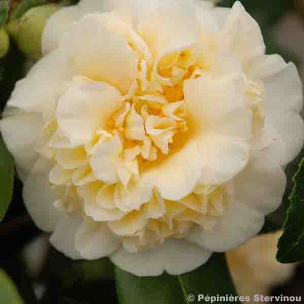 Camélia du japon 'jury's yellow' pot de 1,5l/2l