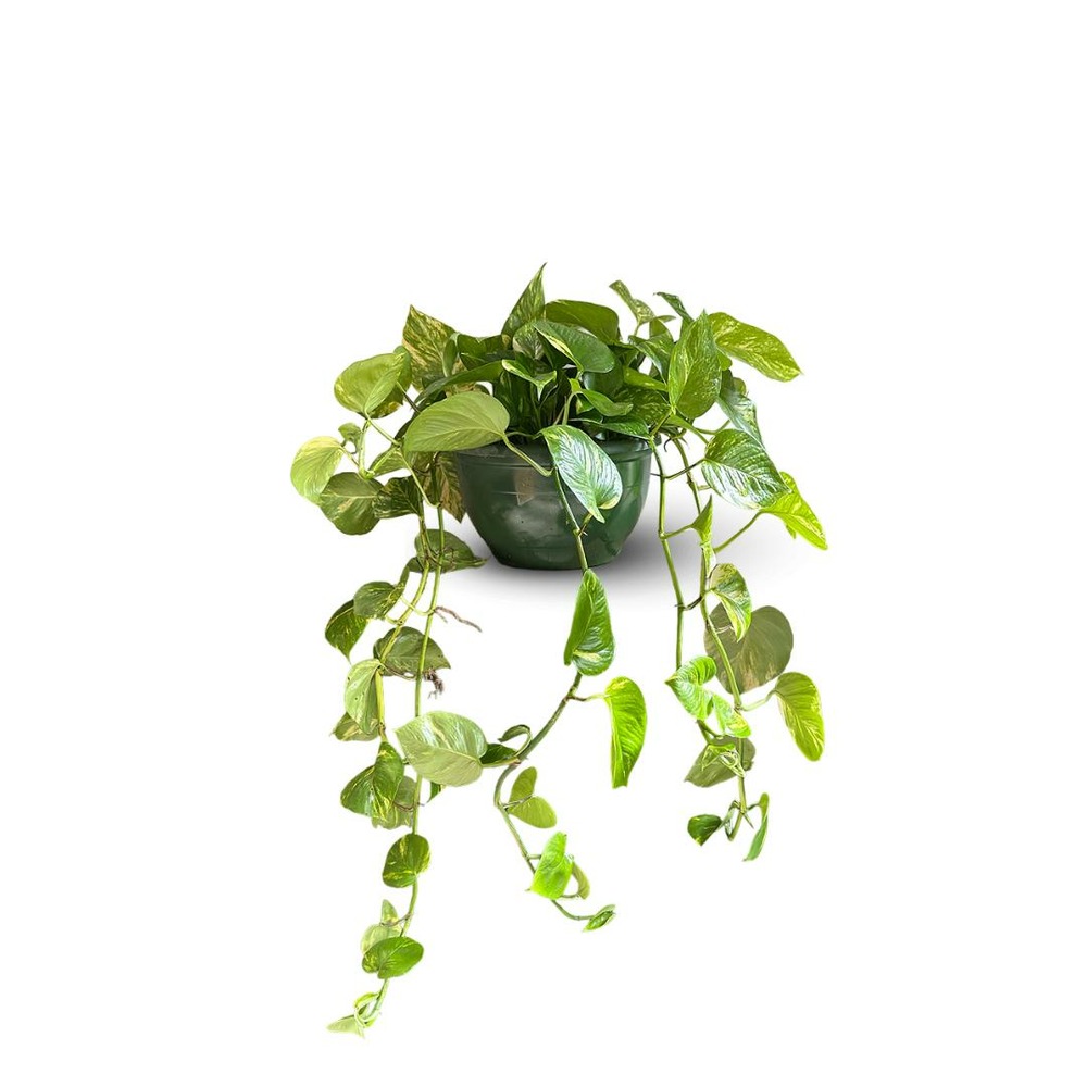 Pothos coupe - epipremnum aureum - ↕ 70-80 cm - ⌀ 25 cm - plante d'intérieur