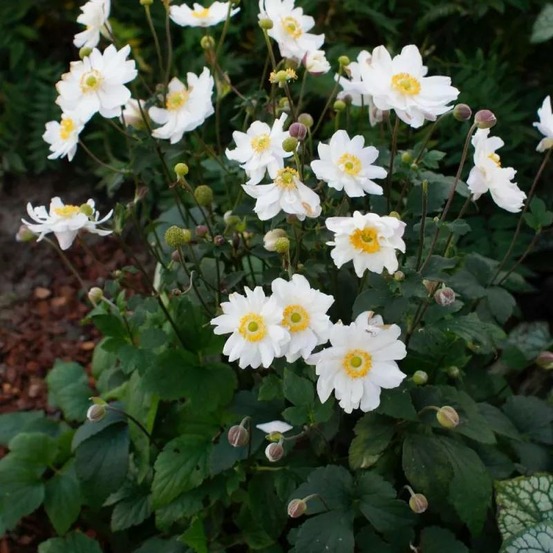 Anémone du japon snow angel lot de 5 godets