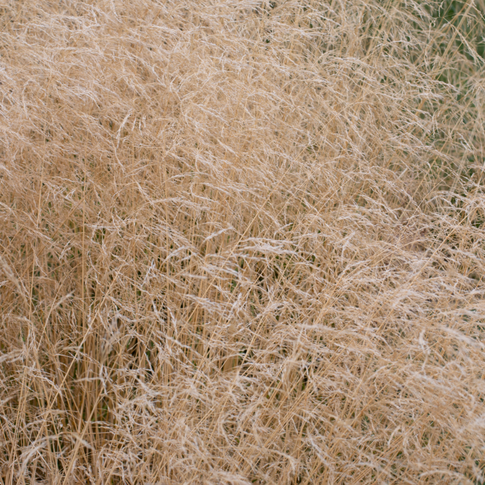 Canche cespiteuse - deschampsia cespitosa 40/50 cm godet 9cm