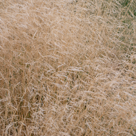 Canche cespiteuse - deschampsia cespitosa 40/50 cm godet 9cm