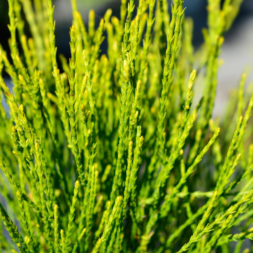 Thuya de chine franky boy - platycladus orientalis franky boy 20/30cm pot 2,5l