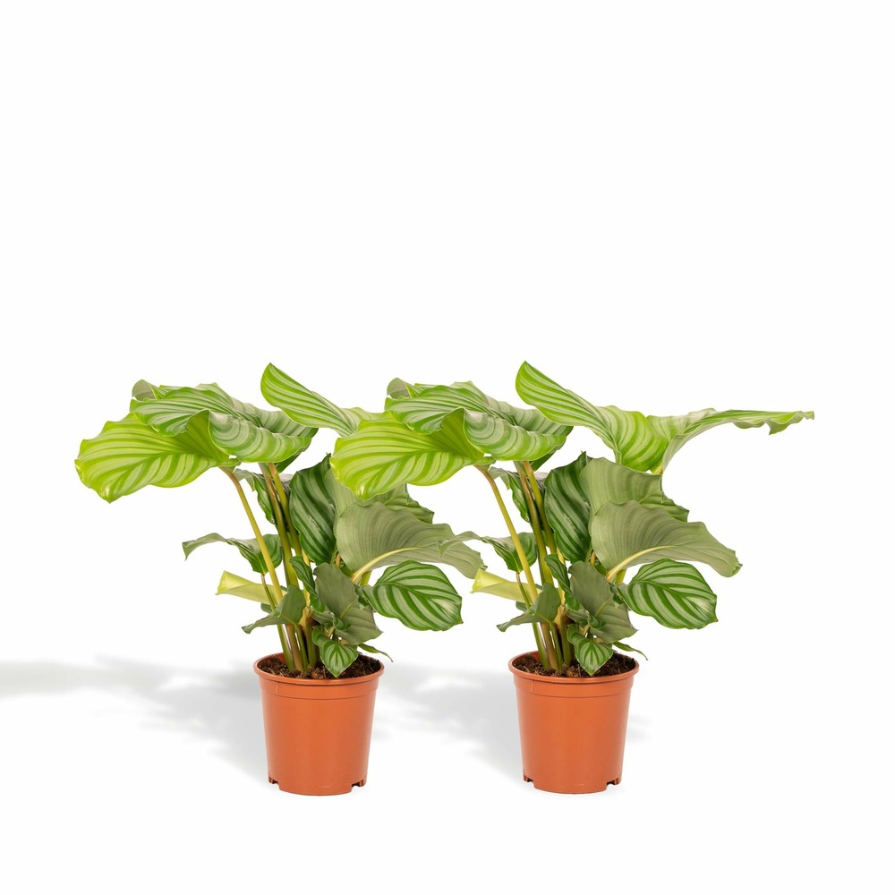 Calathea orbifolia duo - plantes d'intérieur