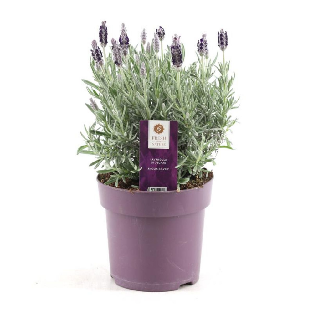 Lavande (lavandula stoechas) 'anouk silver'