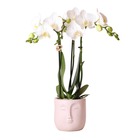 Orchidée phalaenopsis blanche - amabilis en jardinière zen face - taille du pot 9cm