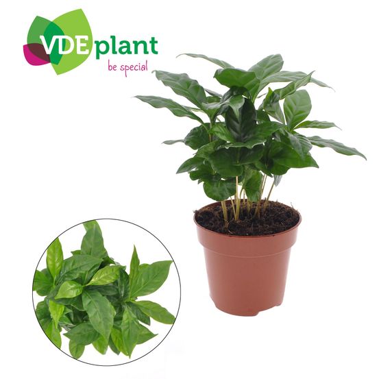 Coffea arabica - ø12cm - ↕30cm - plantes d'intérieur