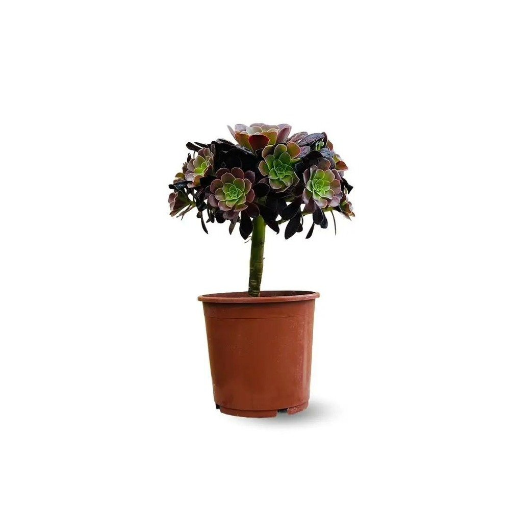 Aeonium super bang - ↕ 35-40 cm - ⌀ 21 cm - cactus et plantes grasses