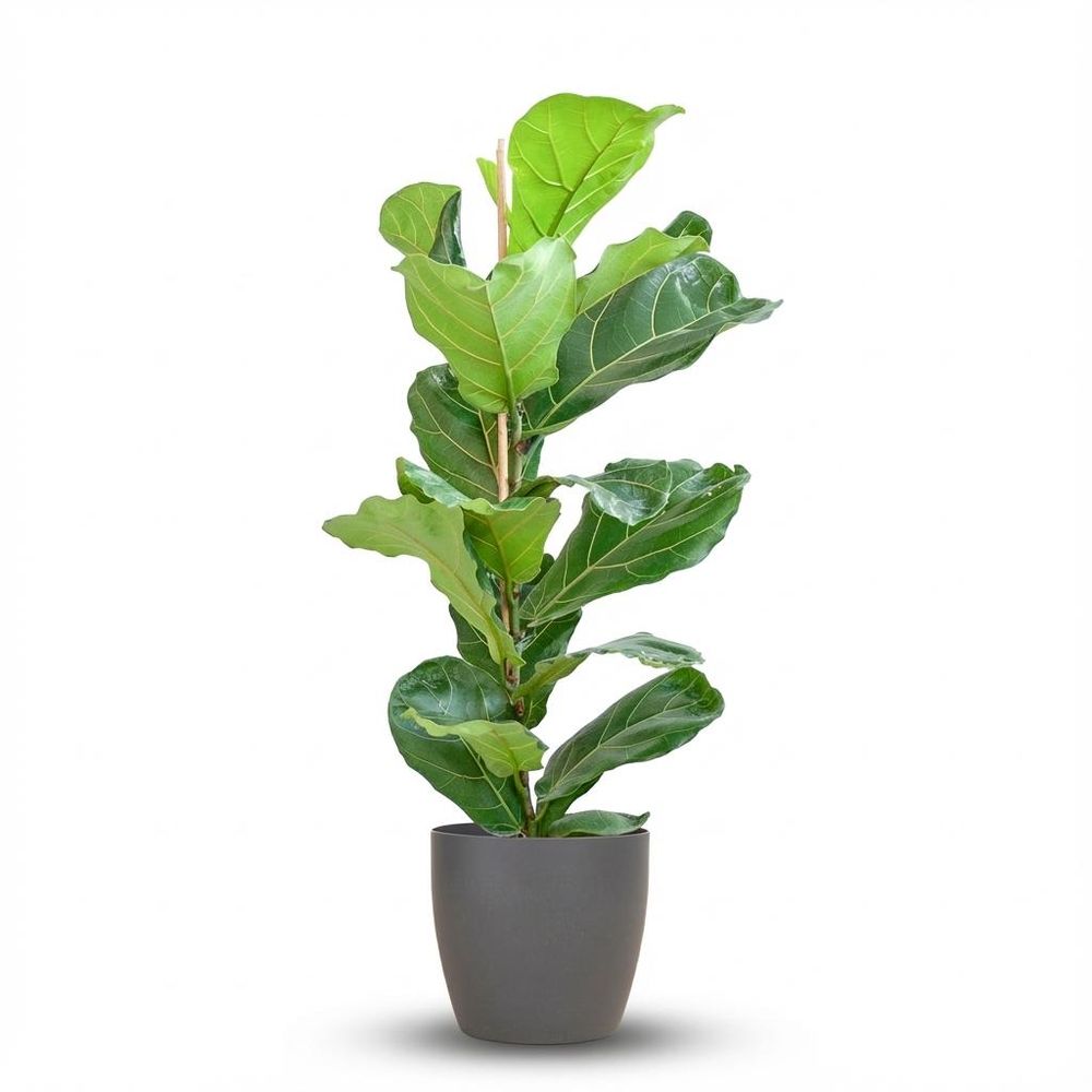 Ficus lyrata - pot de 21cm - hauteur 75 - 85cm - plantes d'intérieur