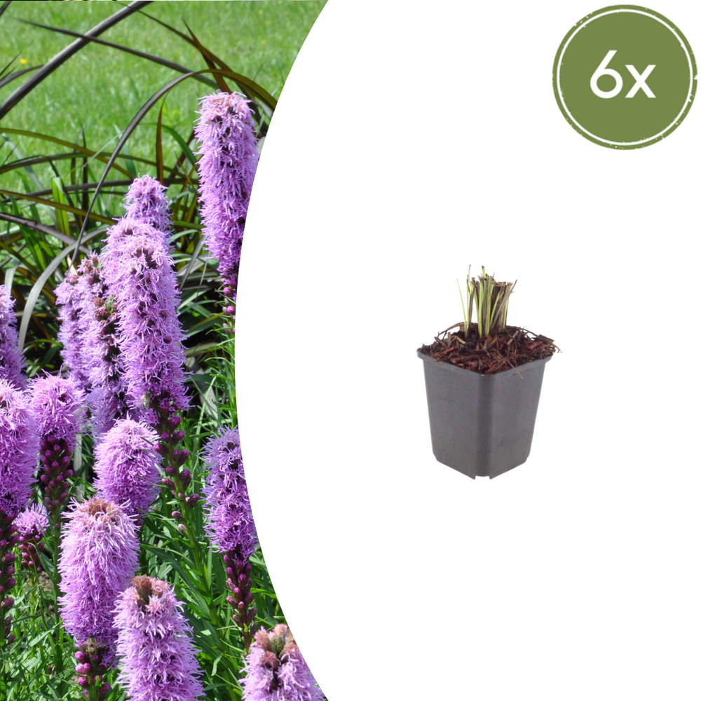 Lot de 24 - plume du kansas (liatris spicata) 'liatris spicata'