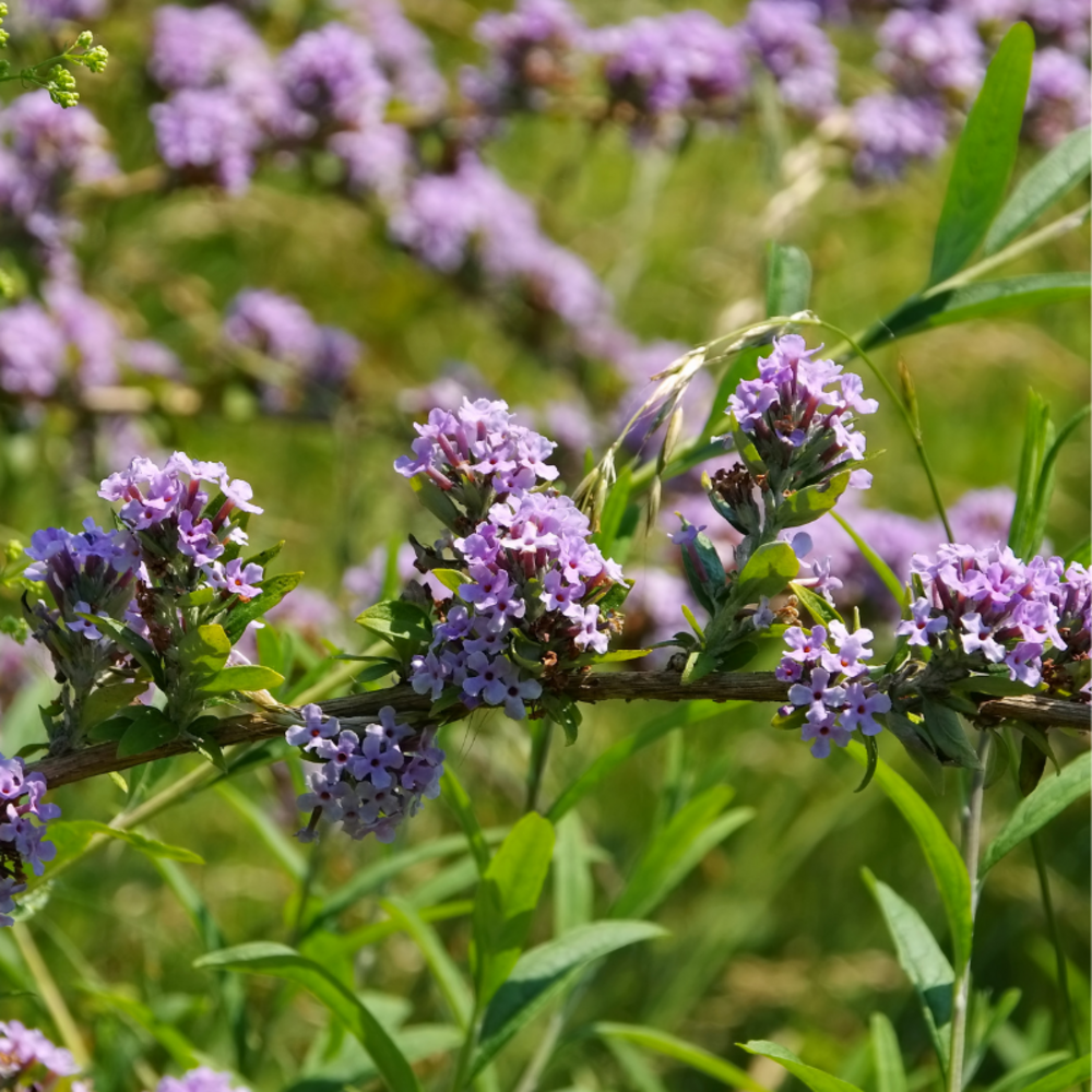 Arbre aux papillons alternifolia - buddleja alternifolia 40 cm pot 3l