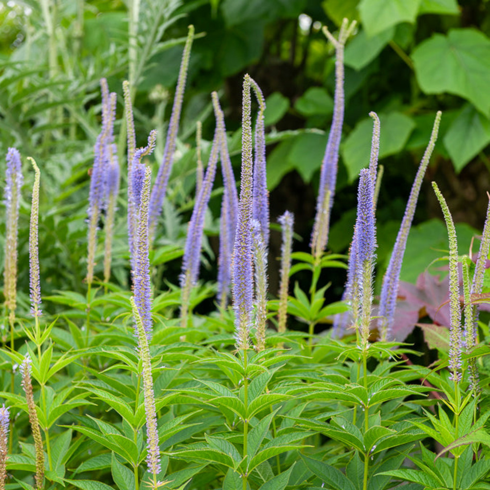 Véronique de virginie apollo - le pot / ø 9cm