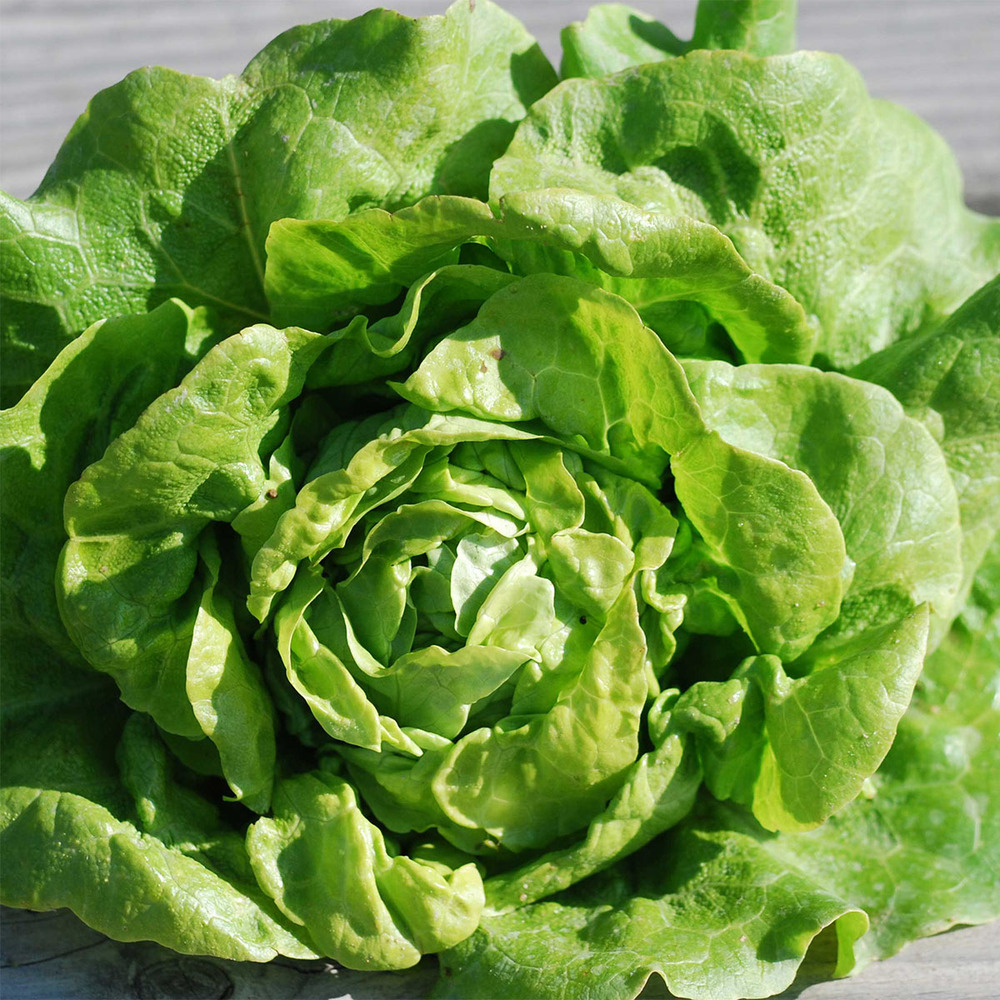 Laitue pommée hâtive 'gotte à graine noire' le sachet de 500 graines environ