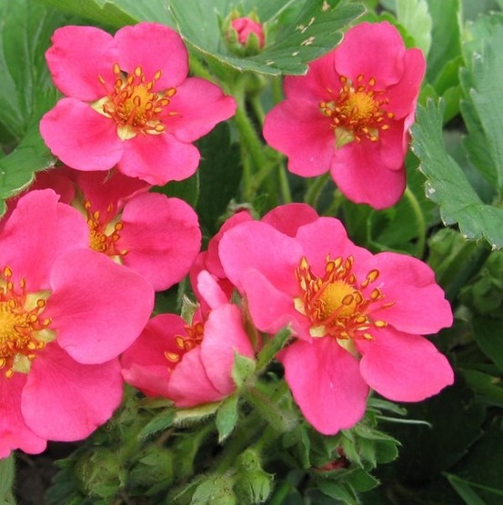 6 x fraisier d'ornement 'pink panda' - fragaria 'pink panda' - godet 9cm x 9cm