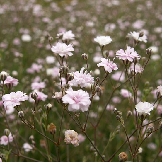 Gypsophile rampant 'rosa schönheit' godet de 8/9 cm
