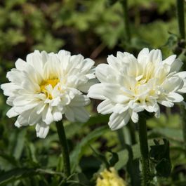 Marguerite Rouges Dans Pot Marguerite d'été victorian secret ® - le pot / 8cm | Truffaut