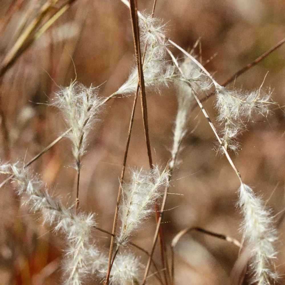 Andropogon ternarius lot de 9 godets