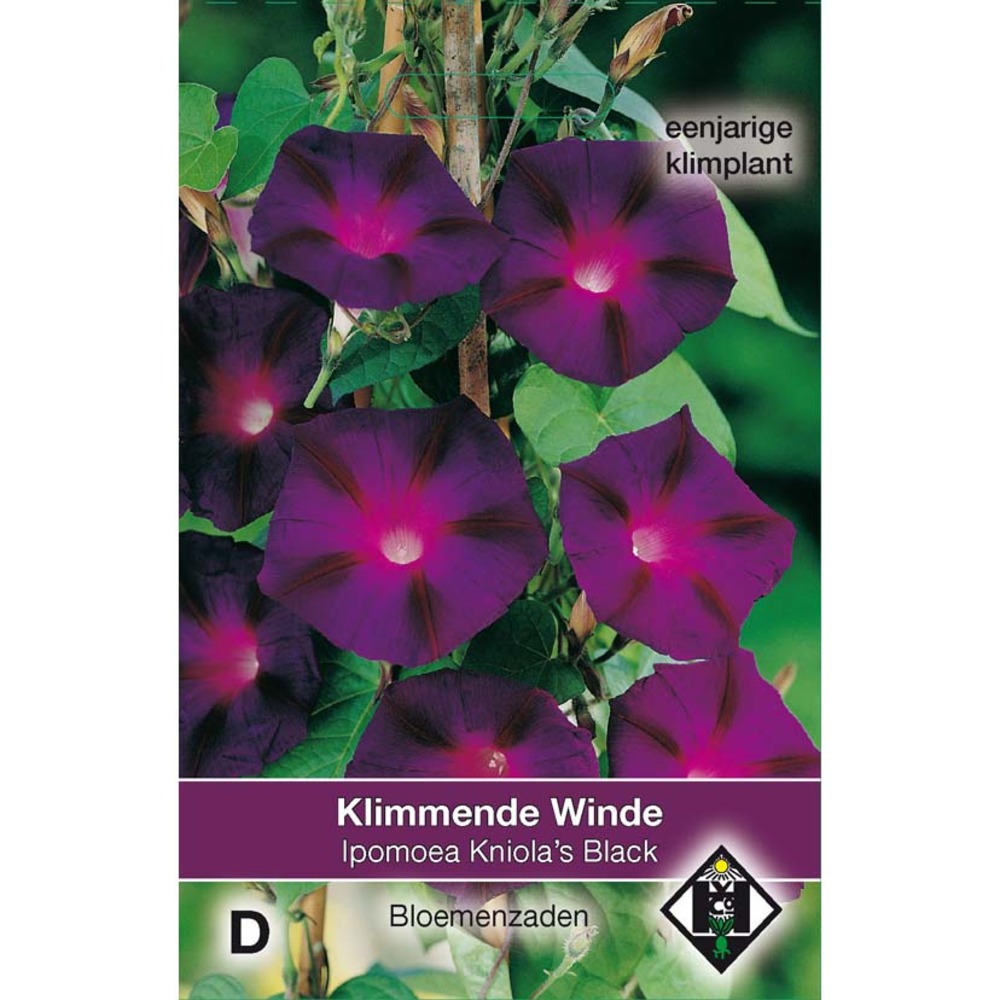 Volubilis 'kniola's black ' le sachet de 80 graines environ (2g)
