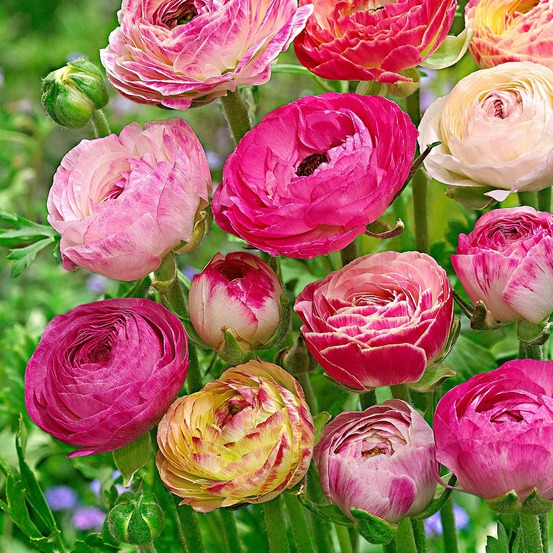 15 renoncules à fleurs doubles peony blend en mélange - le sachet de 15 bulbes / circonférence 8cm+