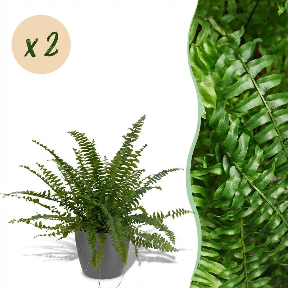Nephrolepsis exaltata green lady - pet-friendly - pot de 12cm - hauteur 25-30cm - plantes d'intérieur