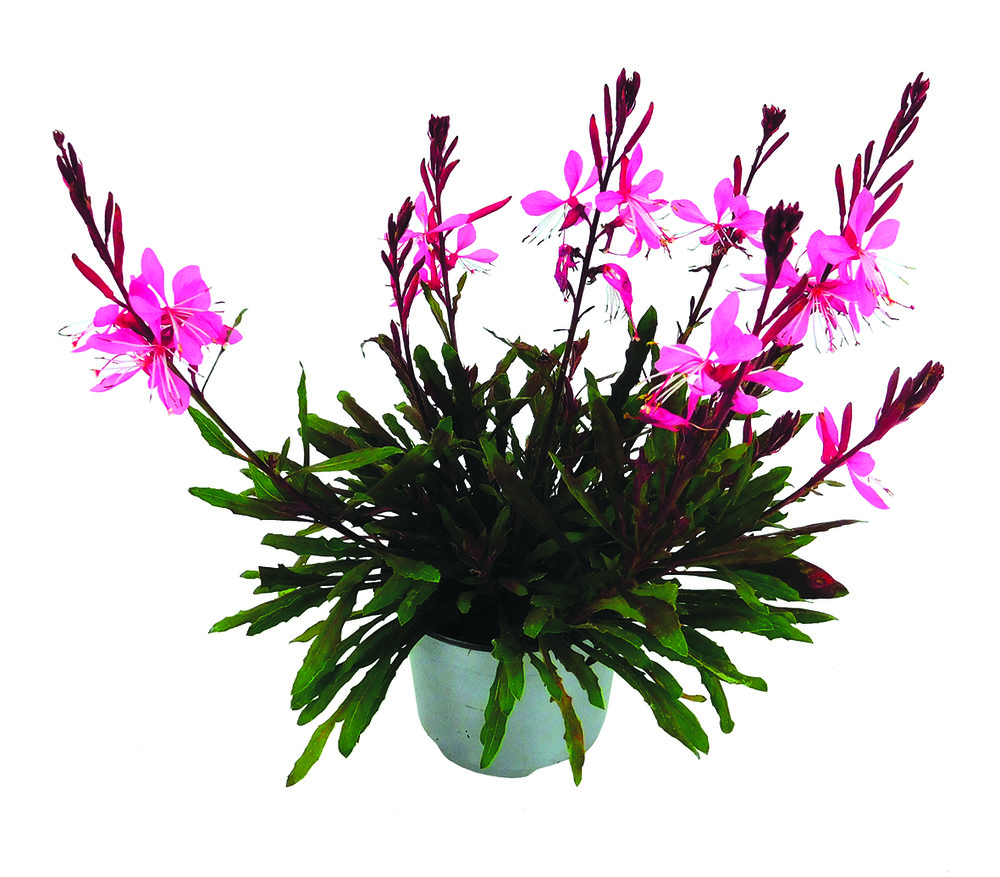 Gaura pot 10,5 cm