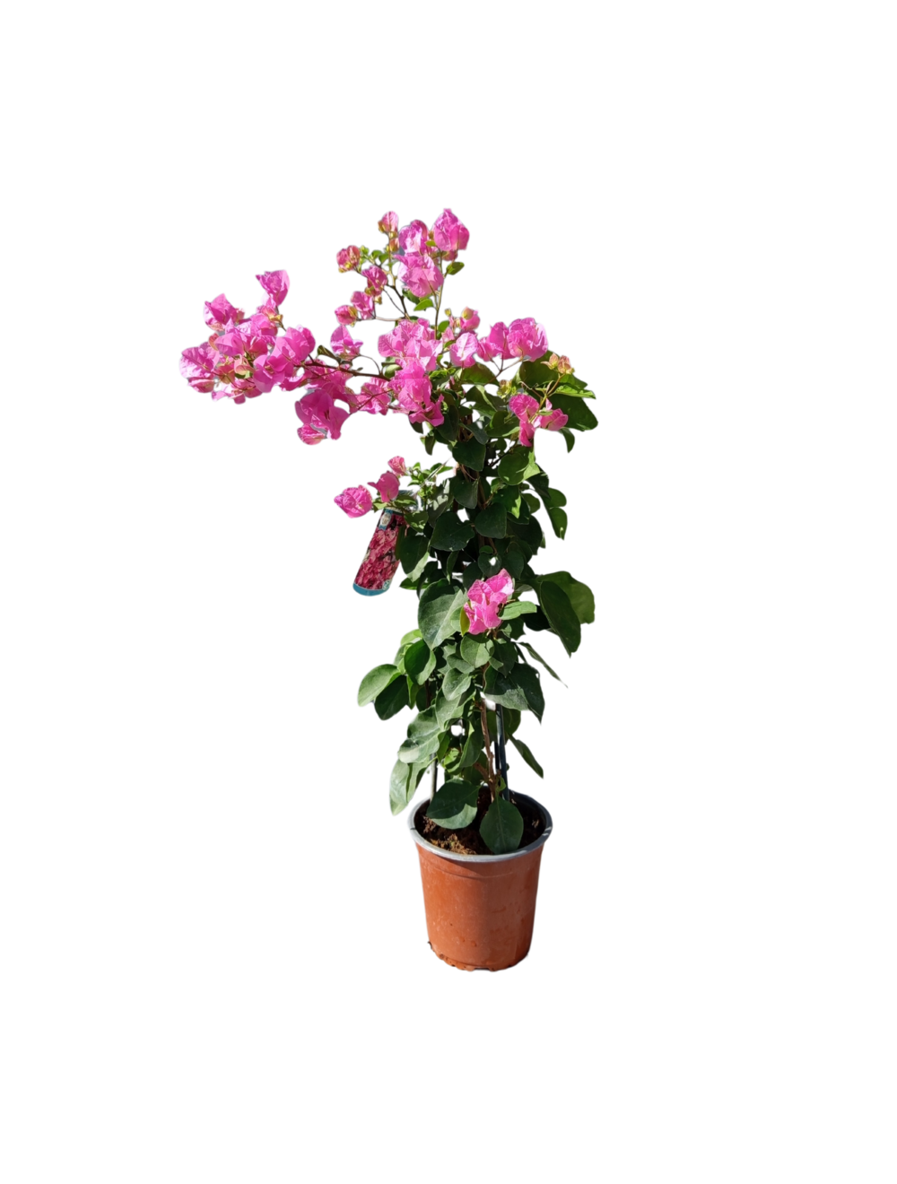 Bougainvillier rose (bougainvillea) plante grimpante méditerranéenne en pot hauteur 40 à 60 cm