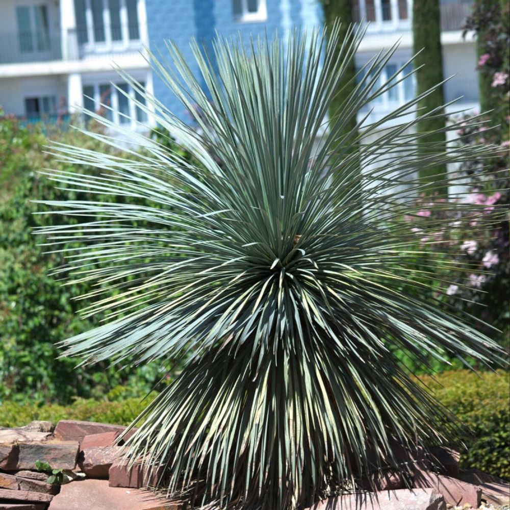 Yucca rostré, yucca rostrata pot de 25 litres - tronc 15/20 - hauteur 50/70