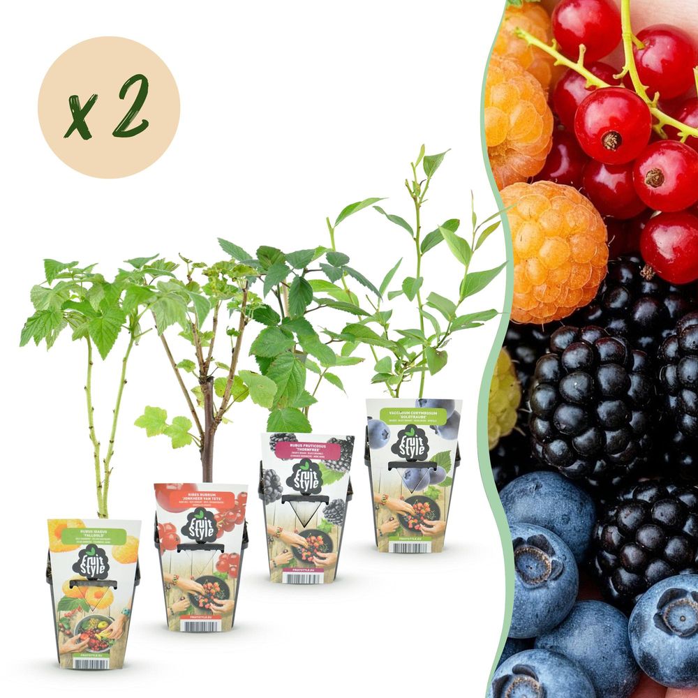Groseillier - lot de 8 - pot 9 cm - hauteur 35 cm