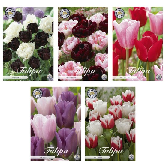 Tulipes - mélange - 50 bulbes