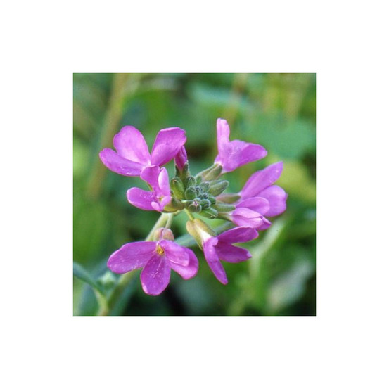 Corbeille d'argent godet - 5/20 cm