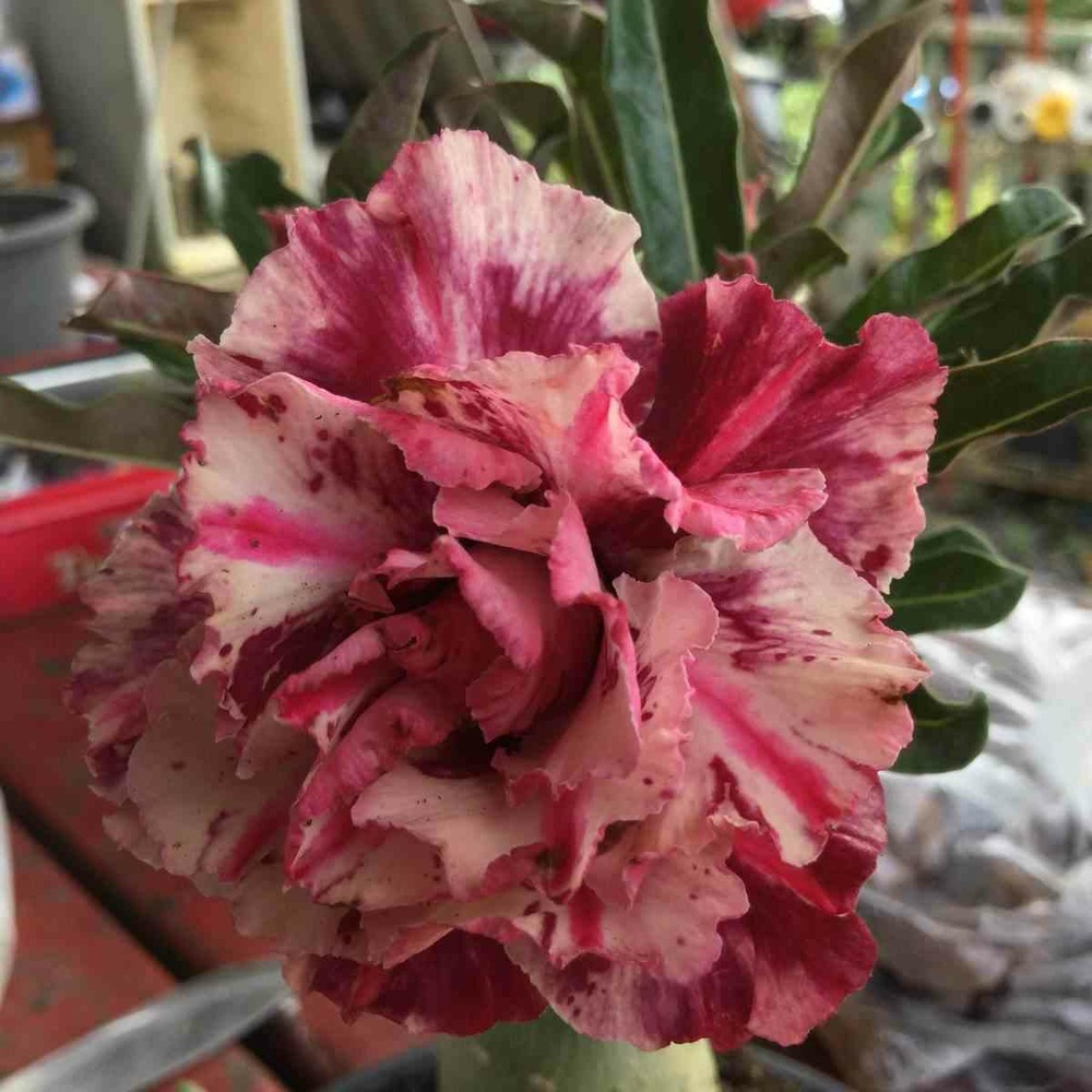 Adenium obesum cv.pluie violette caudex d'environ 150g