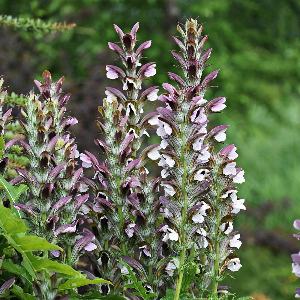 Acanthe mollis godet de 7/8 cm