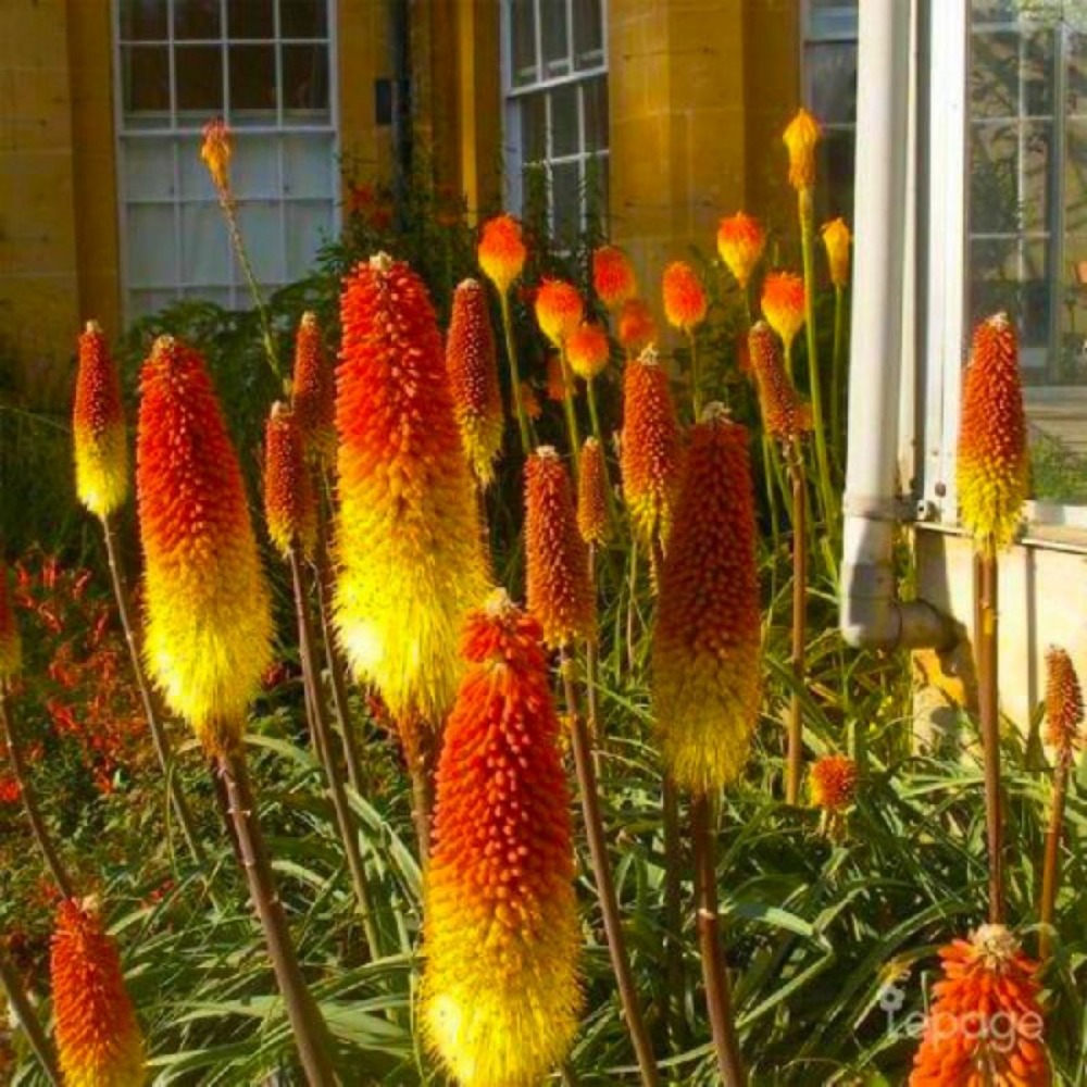 2 Tisons de Satan (Kniphofia Rooperi) - Ve…