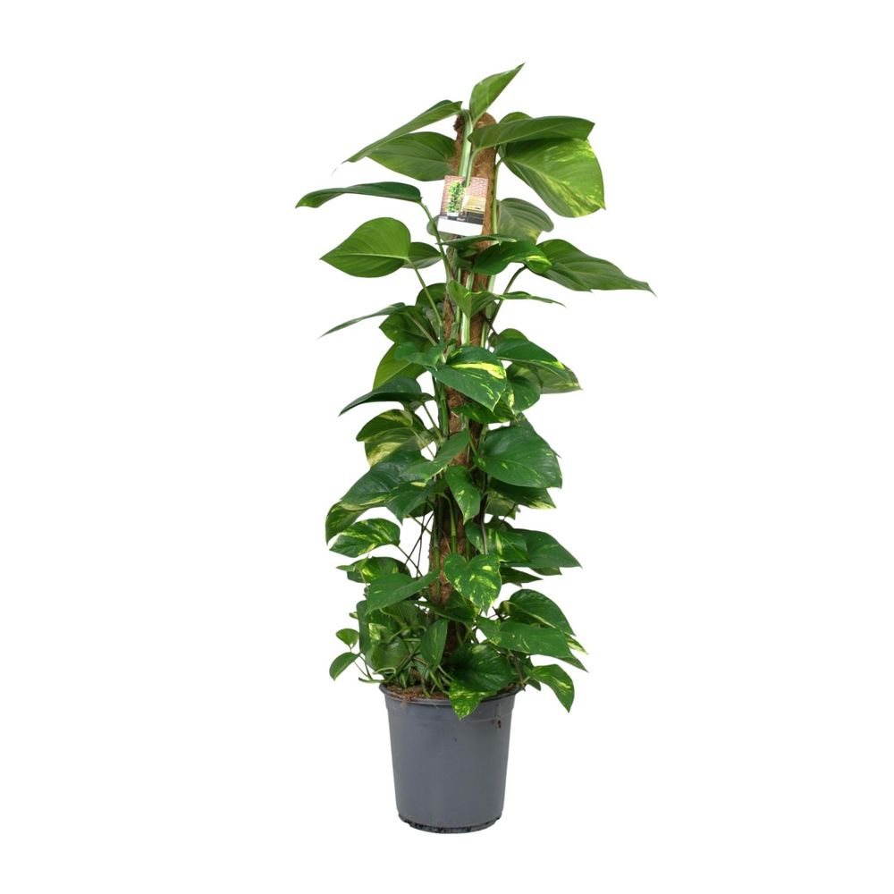 Scindapsus epipremnum - ø24cm - ↕120cm - plantes d'intérieur