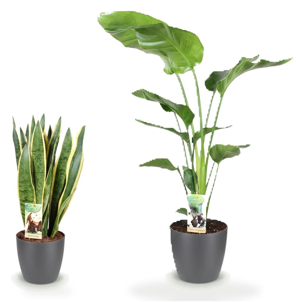 Duo graphique pot gris — strelitzia nicolai & sansevieria laurentii