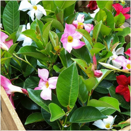 Dipladenia rouge, rose & blanc x 6