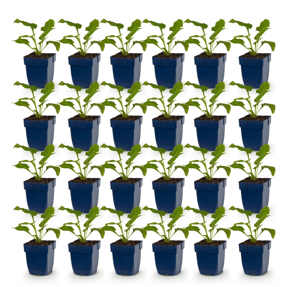 Échinacée 'alba' - lot de 24 - pot 11 cm - hauteur 25 cm - plante d'extérieur