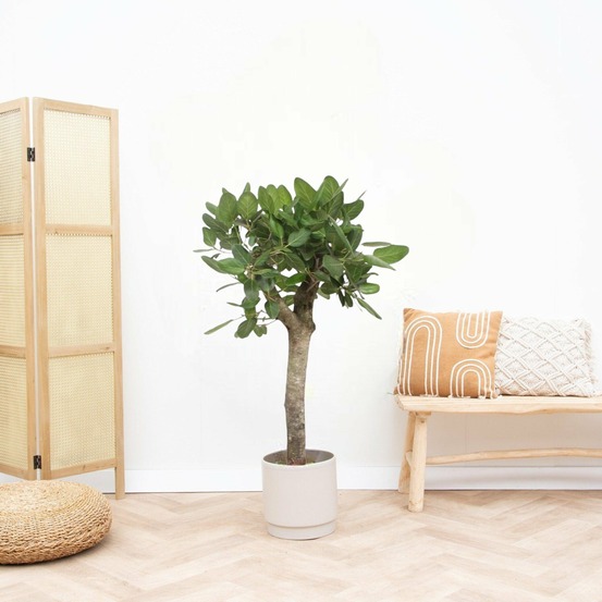 Ficus benghalensis - h150 cm - ø30 cm
