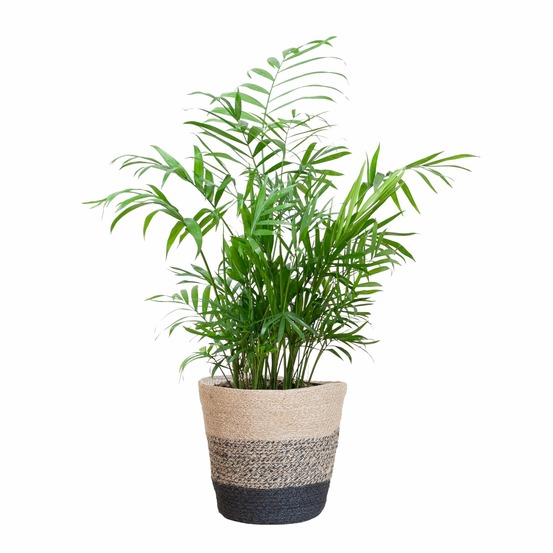Chamadorea elegans et son pot panier multicolor - hauteur 55cm