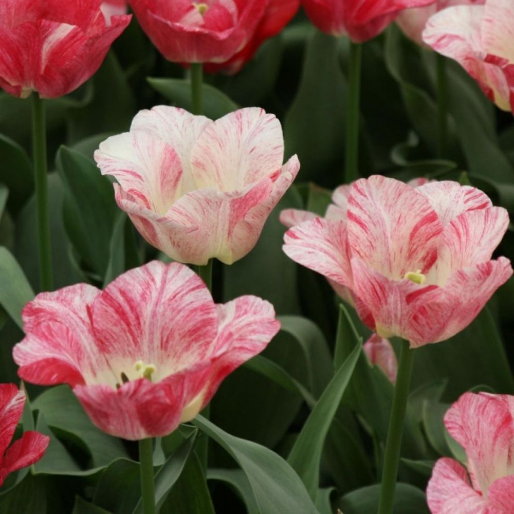 Tulipe triomphe 'hémisphère'® bulbe calibre 12+ (par 10)