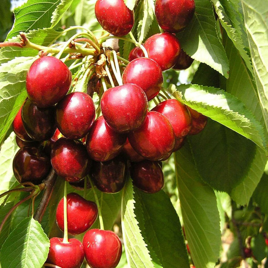 Cerisier bigarreau geant d'hedelfingen pot de 15l - 1/2 tige - 150/175 cm