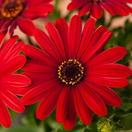 Marguerite Rouges Dans Pot Marguerite du cap rouge - oestospermum - le pot / ø 10,5cm | Truffaut