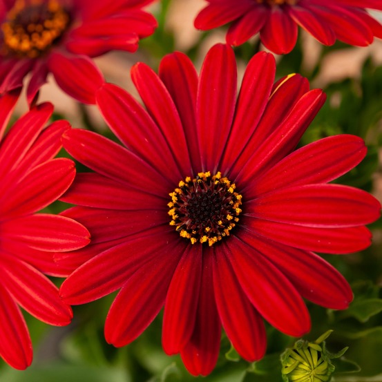 Marguerite du cap rouge - oestospermum - le pot / ø 10,5cm