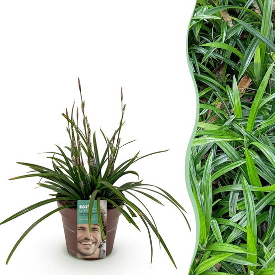 Carex morrowii irish green – pot 17 cm – hauteur 50 cm
