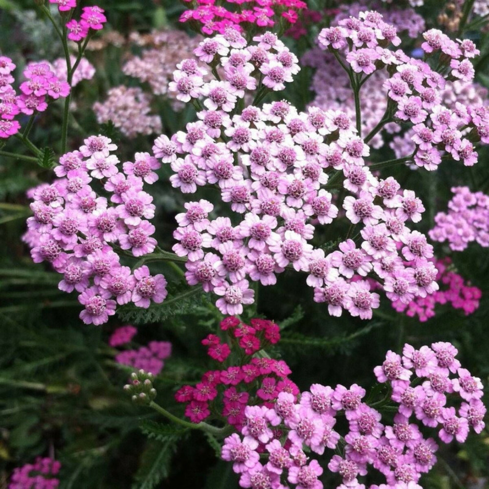 Achillée de sibérie love parade lot de 9 godets