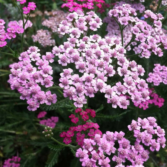 Achillée de sibérie love parade lot de 9 godets